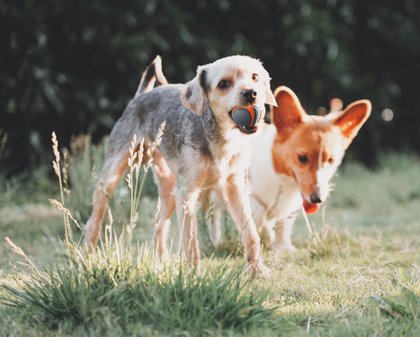 Twee vrolijke honden, hondenuitlaatservice Eropuit! Leiden
