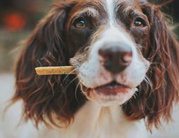 Hond met eten, hondenuitlaatservice Eropuit! Leiden